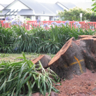 07. This tree wasn&#039;t very healthy. Cambridge Tree Trust